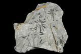 Pennsylvanian Fossil Horsetail (Annularia) Plate - Kentucky #176774-1